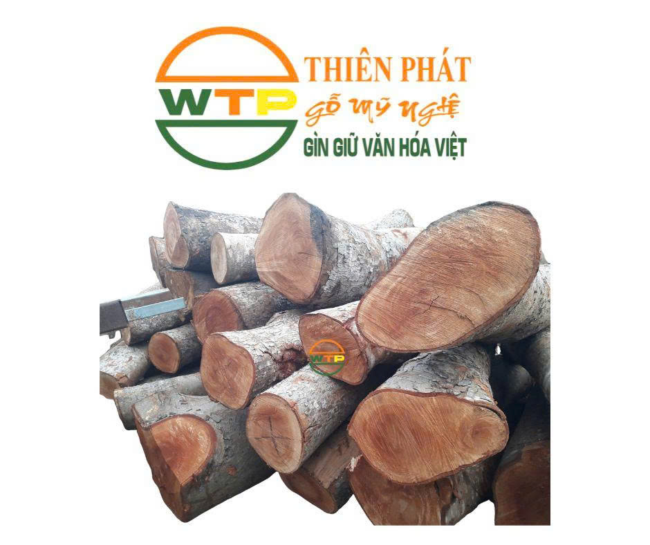 cây xà cừ tại Thiên Phát có hoành rất to, có thể lên đến 280-300